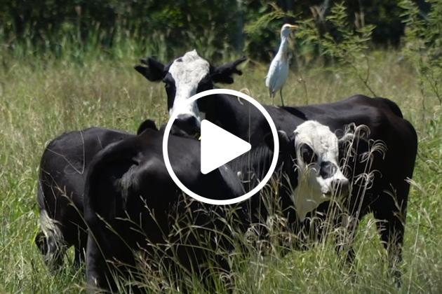 Grass-fed cow bird play