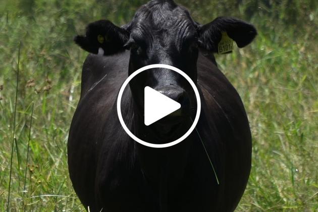 Grass-fed black cow play